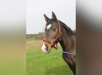 Trakehner, Stute, 20 Jahre, 172 cm, Dunkelbrauner