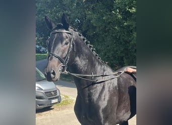 Trakehner, Stute, 20 Jahre, 172 cm, Dunkelbrauner