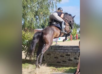 Trakehner, Stute, 20 Jahre, 172 cm, Dunkelbrauner