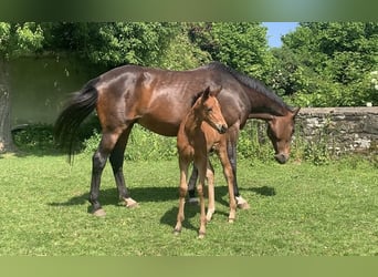 Trakehner, Stute, 22 Jahre, 168 cm, Brauner