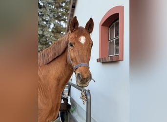 Trakehner, Stute, 24 Jahre, 164 cm, Fuchs