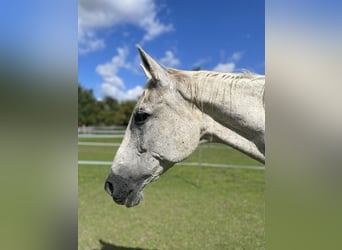 Trakehner, Stute, 24 Jahre, 167 cm, Schimmel