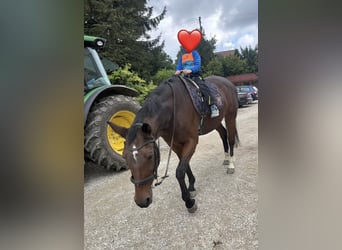 Trakehner, Stute, 25 Jahre, 163 cm, Brauner
