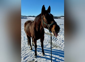 Trakehner, Stute, 25 Jahre, 163 cm, Brauner