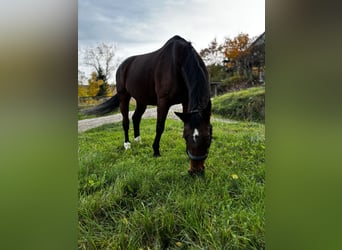 Trakehner, Stute, 25 Jahre, 163 cm, Brauner