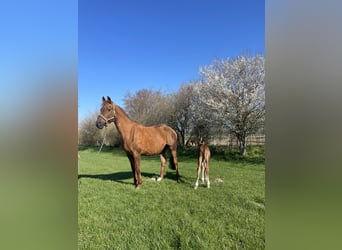 Trakehner, Stute, 26 Jahre, 174 cm, Dunkelfuchs