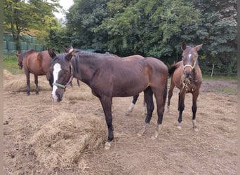 Trakehner, Stute, 2 Jahre, 151 cm, Schwarzbrauner