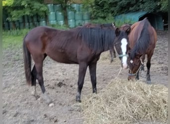 Trakehner, Stute, 2 Jahre, 151 cm, Schwarzbrauner