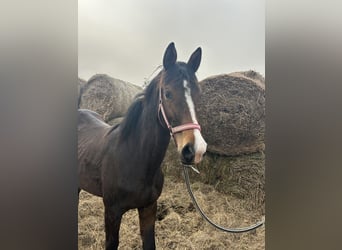 Trakehner, Stute, 2 Jahre, 155 cm, Brauner