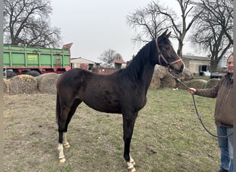 Trakehner, Stute, 2 Jahre, 155 cm, Brauner