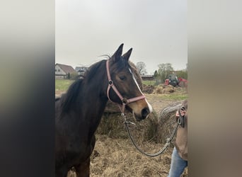 Trakehner, Stute, 2 Jahre, 155 cm, Brauner