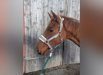 Trakehner Mix, Stute, 2 Jahre, 160 cm, Fuchs