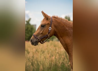 Trakehner, Stute, 2 Jahre, 160 cm, Fuchs