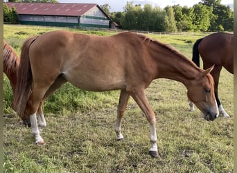 Trakehner, Stute, 2 Jahre, 162 cm, Fuchs