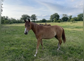 Trakehner, Stute, 2 Jahre, 162 cm, Fuchs