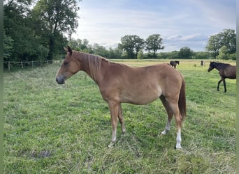 Trakehner, Stute, 2 Jahre, 162 cm, Fuchs