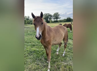 Trakehner, Stute, 2 Jahre, 162 cm, Fuchs