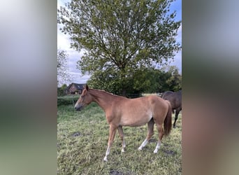 Trakehner, Stute, 2 Jahre, 162 cm, Fuchs