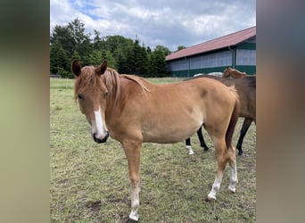 Trakehner, Stute, 2 Jahre, 162 cm, Fuchs