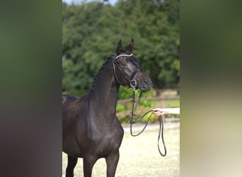 Trakehner, Stute, 2 Jahre, 166 cm, Dunkelbrauner