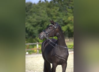 Trakehner, Stute, 2 Jahre, 166 cm, Dunkelbrauner