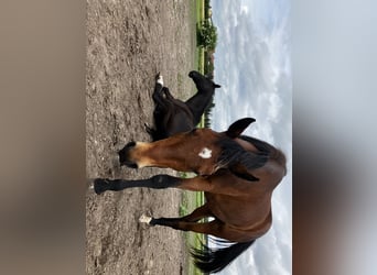 Trakehner, Stute, 2 Jahre, 168 cm, Brauner