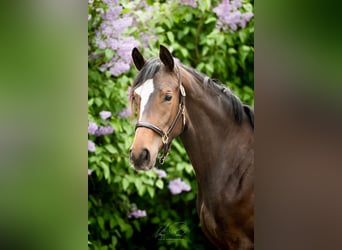 Trakehner, Stute, 2 Jahre, 170 cm, Dunkelbrauner