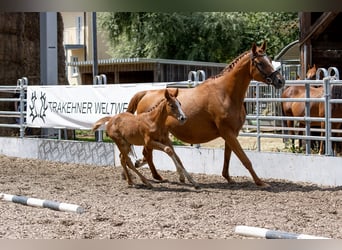 Trakehner, Stute, 2 Jahre, 170 cm, Fuchs