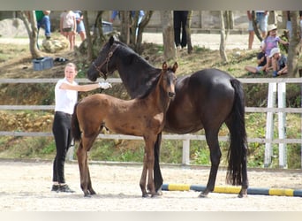 Trakehner, Stute, 2 Jahre, 171 cm, Dunkelbrauner