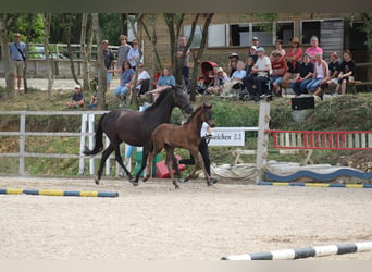 Trakehner, Stute, 2 Jahre, 171 cm, Dunkelbrauner