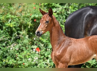 Trakehner, Stute, 2 Jahre, Brauner