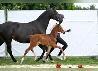 Trakehner, Stute, 2 Jahre, Brauner