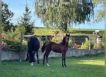 Trakehner, Stute, 2 Jahre, Brauner