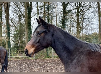 Trakehner, Stute, 2 Jahre, Dunkelbrauner