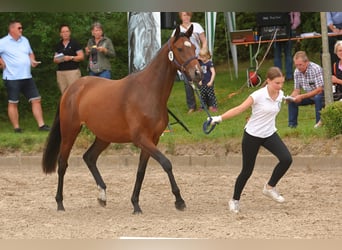 Trakehner, Stute, 2 Jahre, Dunkelbrauner