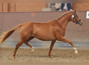 Trakehner, Stute, 2 Jahre, Fuchs