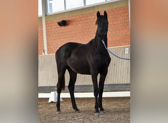 Trakehner, Stute, 2 Jahre, Rappe