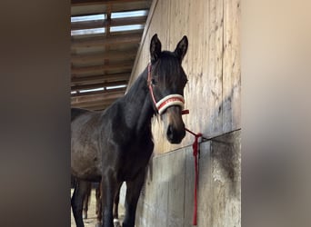 Trakehner, Stute, 2 Jahre, Rappe
