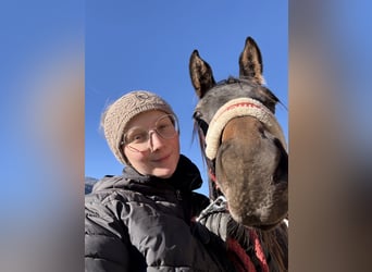 Trakehner, Stute, 2 Jahre, Rappe