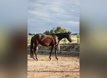Trakehner, Stute, 3 Jahre, 158 cm, Rappe