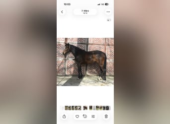 Trakehner, Stute, 3 Jahre, 160 cm, Brauner