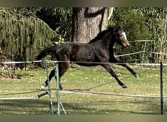 Trakehner, Stute, 3 Jahre, 160 cm, Brauner