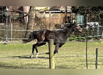Trakehner, Stute, 3 Jahre, 160 cm, Brauner