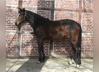 Trakehner, Stute, 3 Jahre, 160 cm, Brauner
