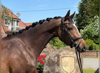 Trakehner, Stute, 3 Jahre, 160 cm, Brauner