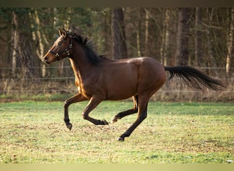 Trakehner, Stute, 3 Jahre, 160 cm, Brauner