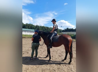 Trakehner, Stute, 3 Jahre, 160 cm, Brauner