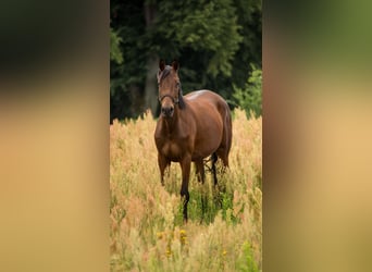 Trakehner, Stute, 3 Jahre, 160 cm, Brauner