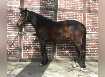 Trakehner, Stute, 3 Jahre, 160 cm, Brauner