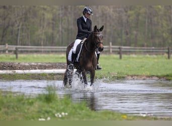 Trakehner, Stute, 3 Jahre, 160 cm, Dunkelbrauner